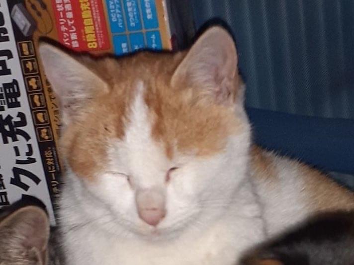 ちゃちゃちゃん