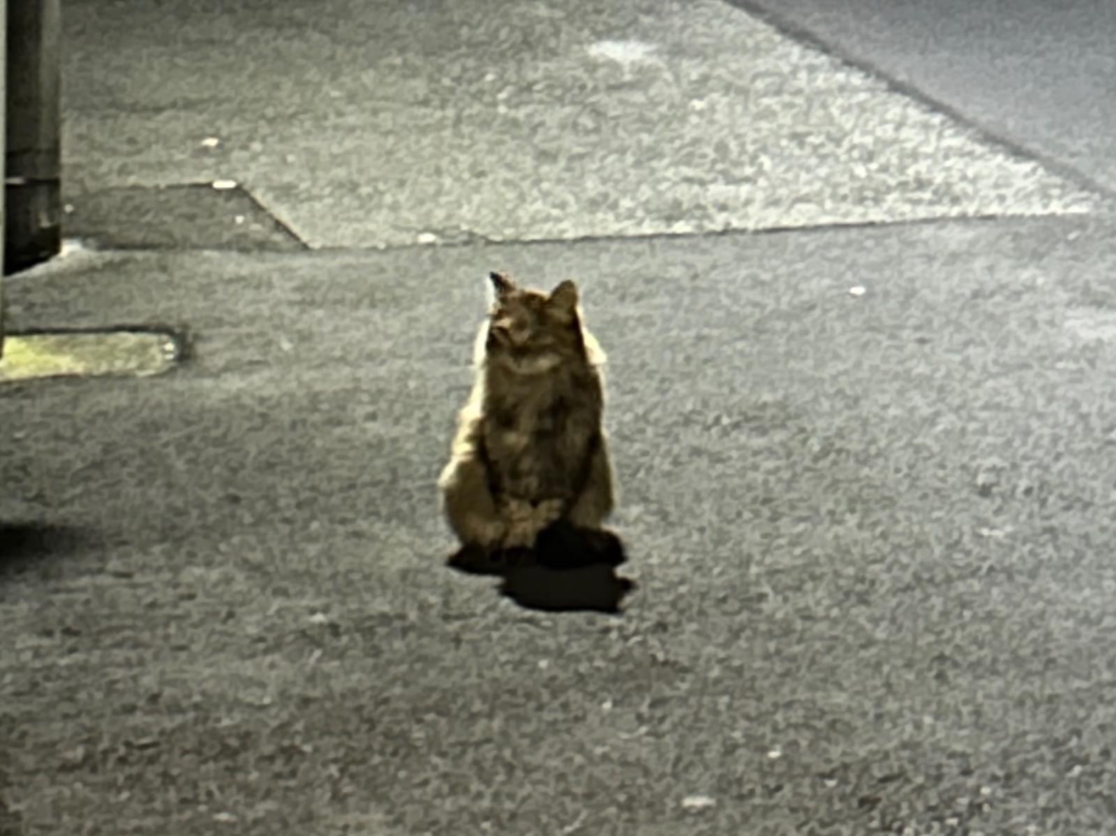 目撃された猫 目撃された猫