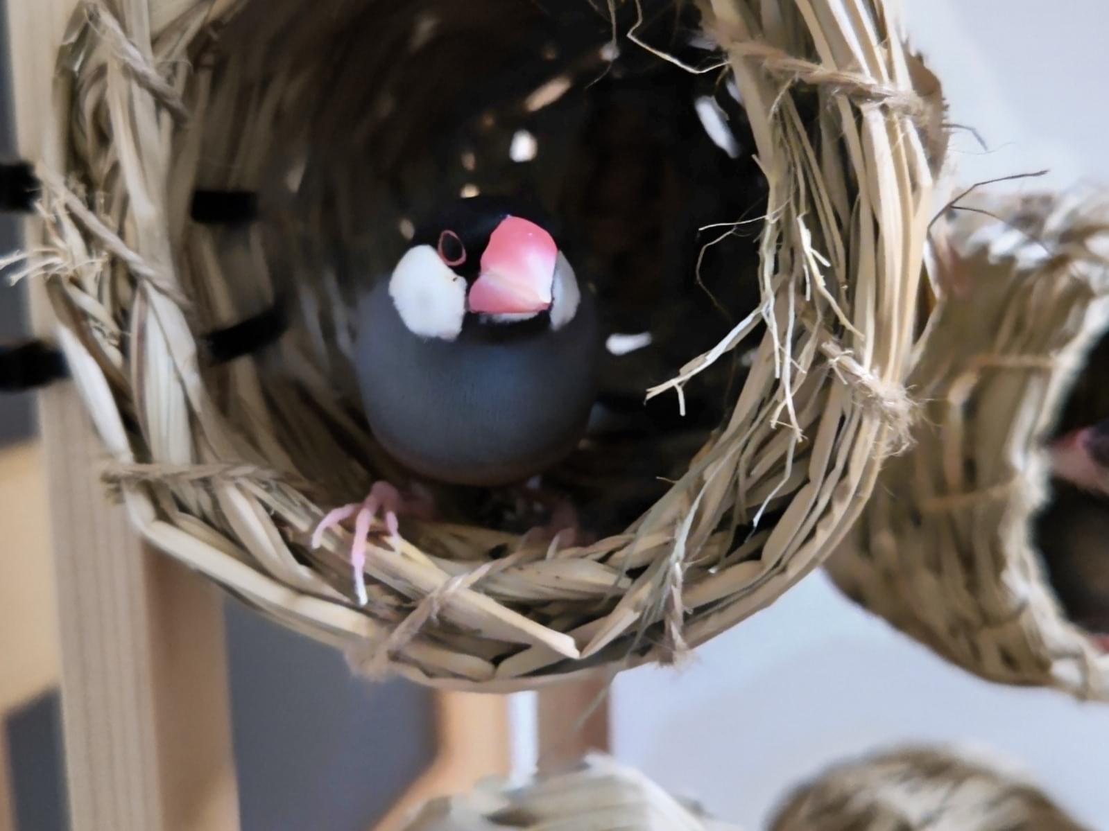 おかあさんちゃん おかあさんちゃん