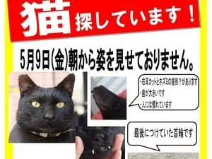 真っ黒のシッポのまっすぐな黒猫