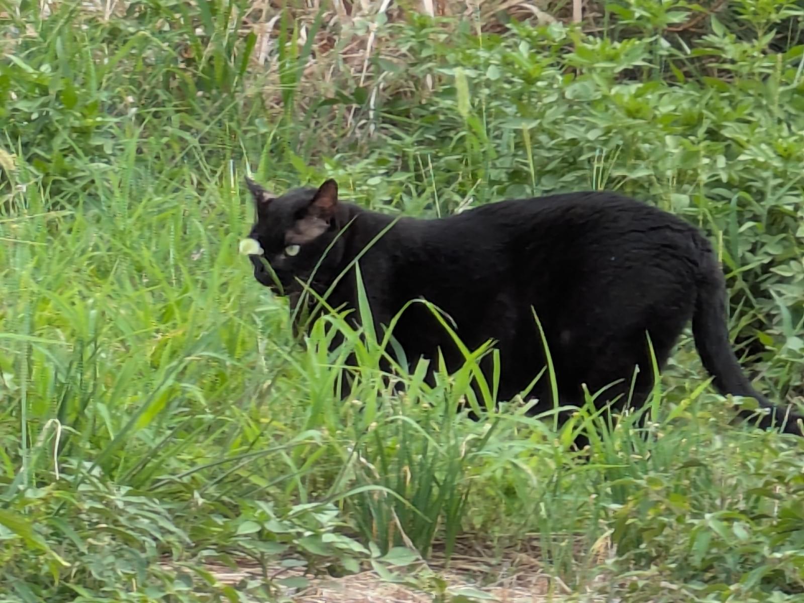 目撃された猫 目撃された猫