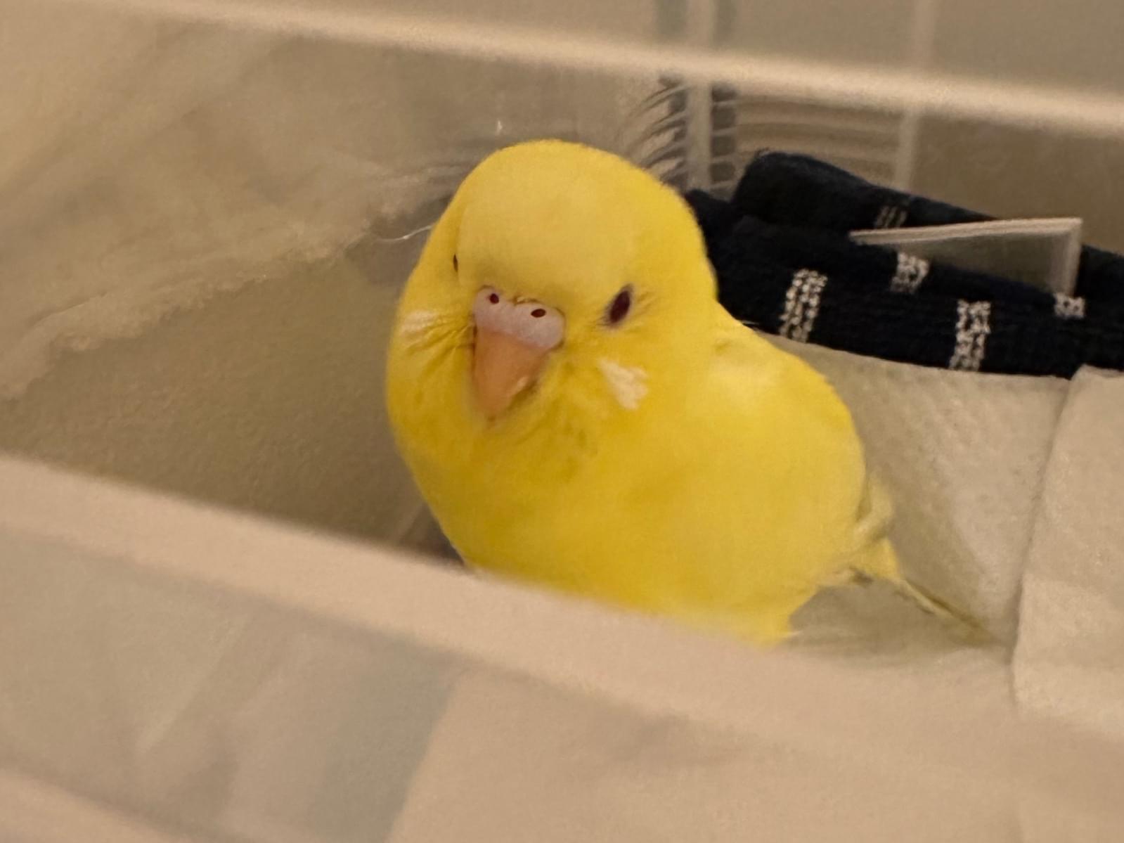 保護された鳥 保護された鳥