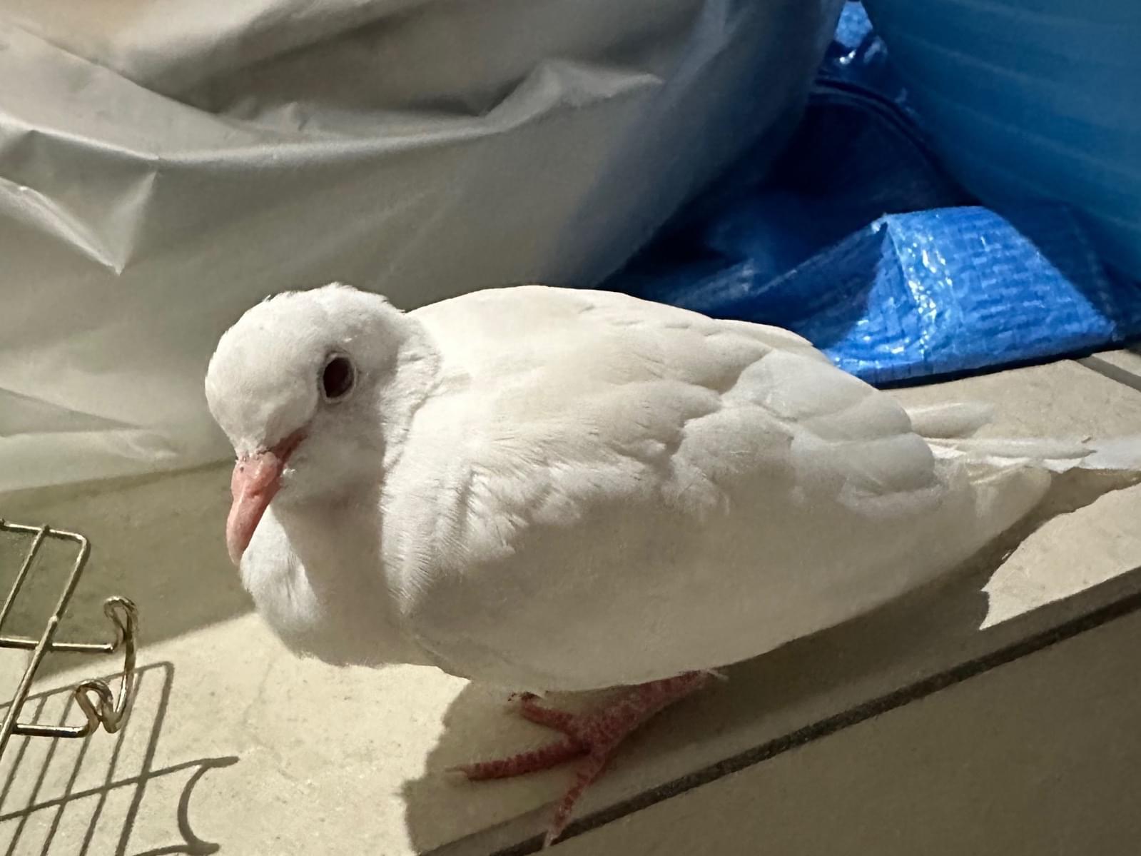 保護された鳥 保護された鳥