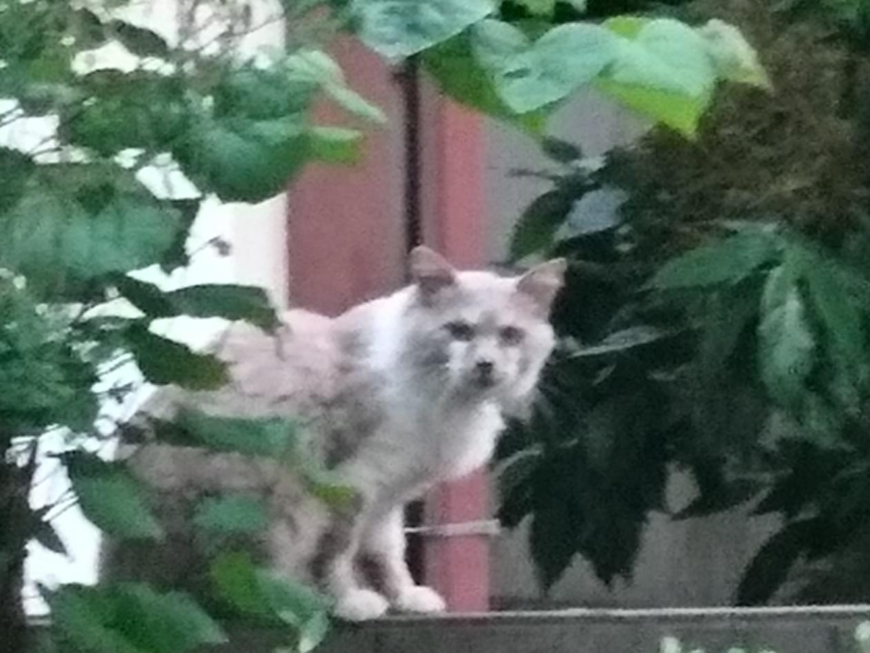 目撃された猫 目撃された猫