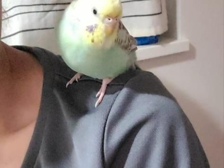 ぴよ丸ちゃん ぴよ丸ちゃん
