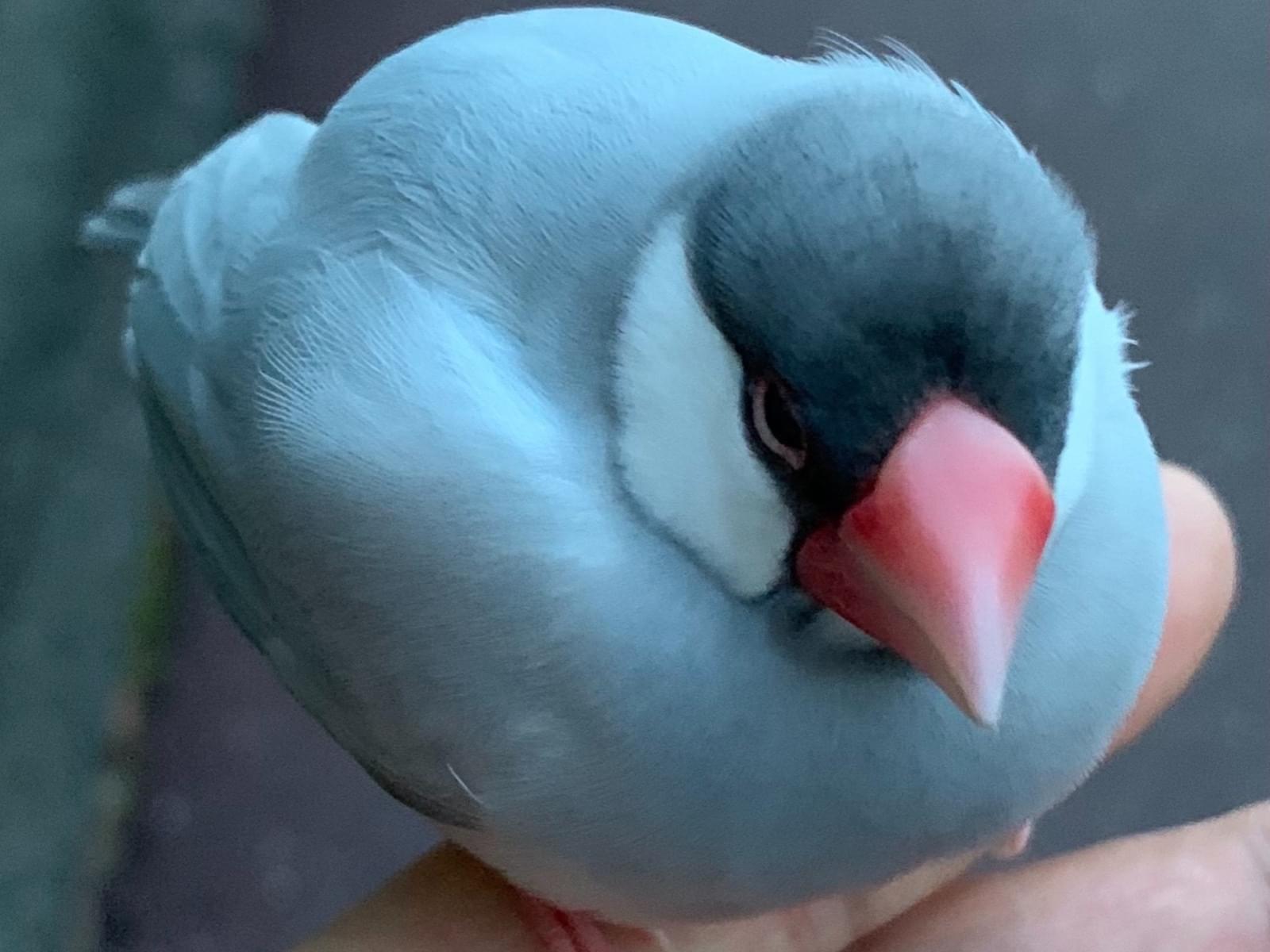 保護された鳥 保護された鳥