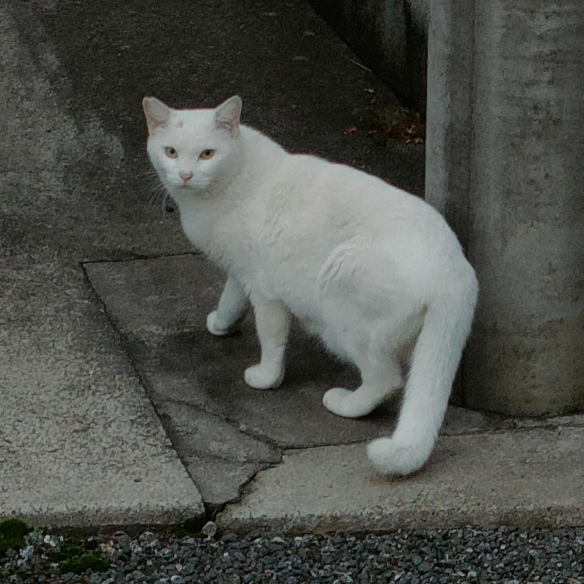 原田オーダー猫ちゃん 青森 アンテナ ショップ 銀座 体格の大きな真っ白な猫ちゃん