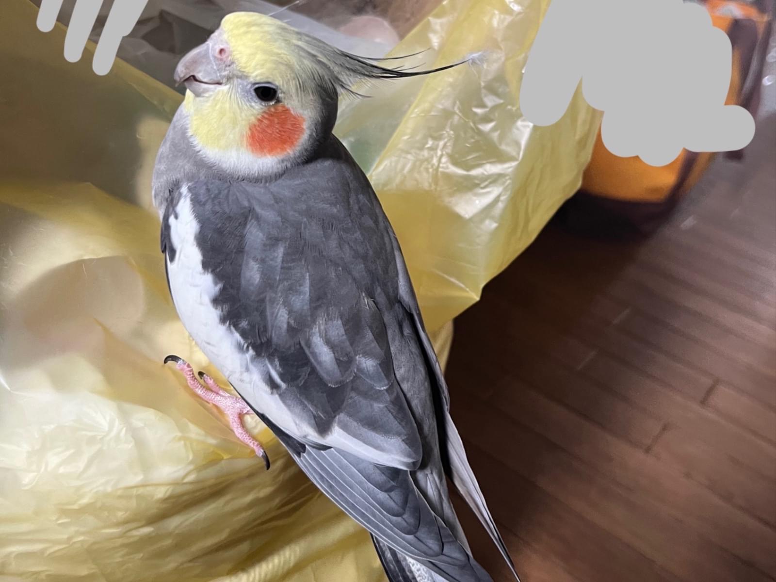 まだらちゃん まだらちゃん