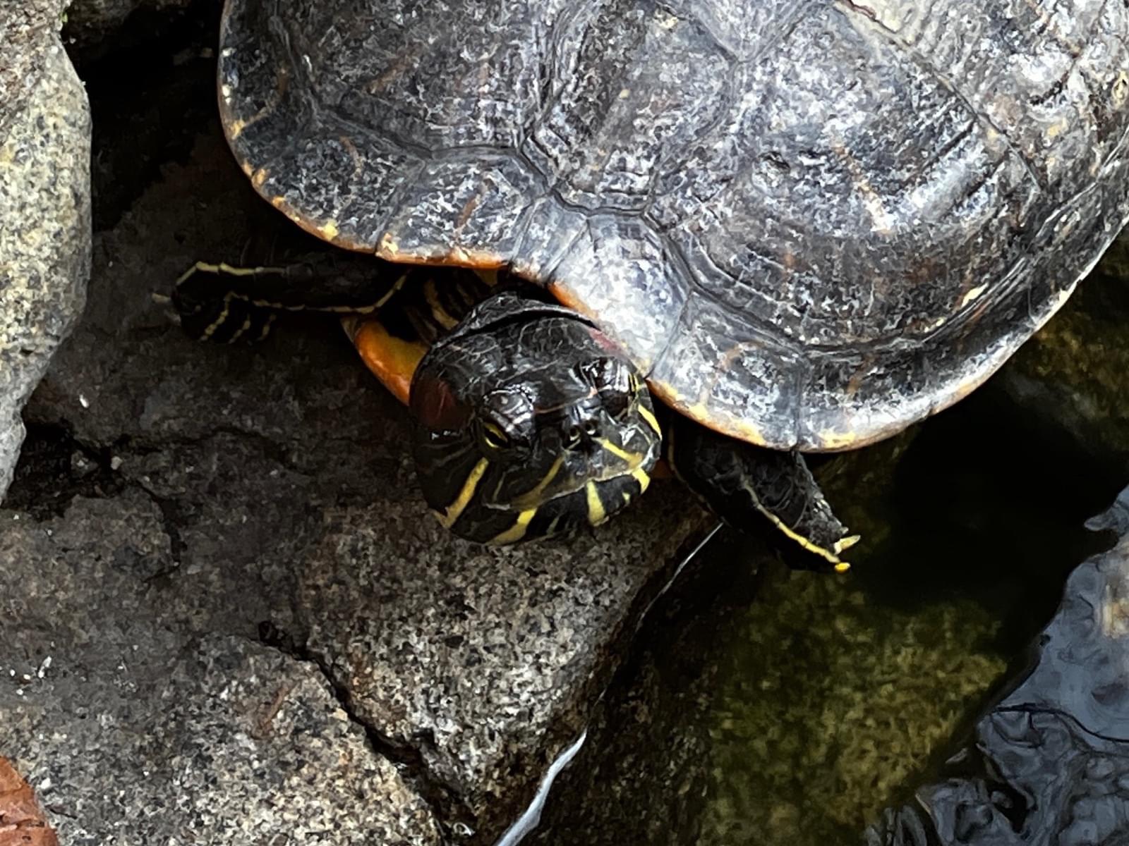 目撃されたペット 目撃されたペット