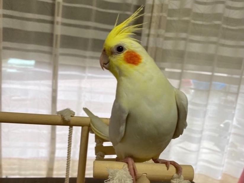 ぶーちゃん ぶーちゃん