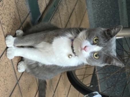 目撃された猫 目撃された猫