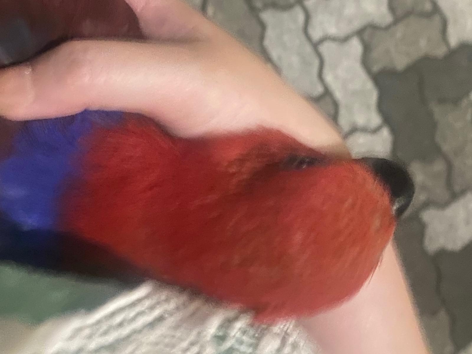 保護された鳥 保護された鳥