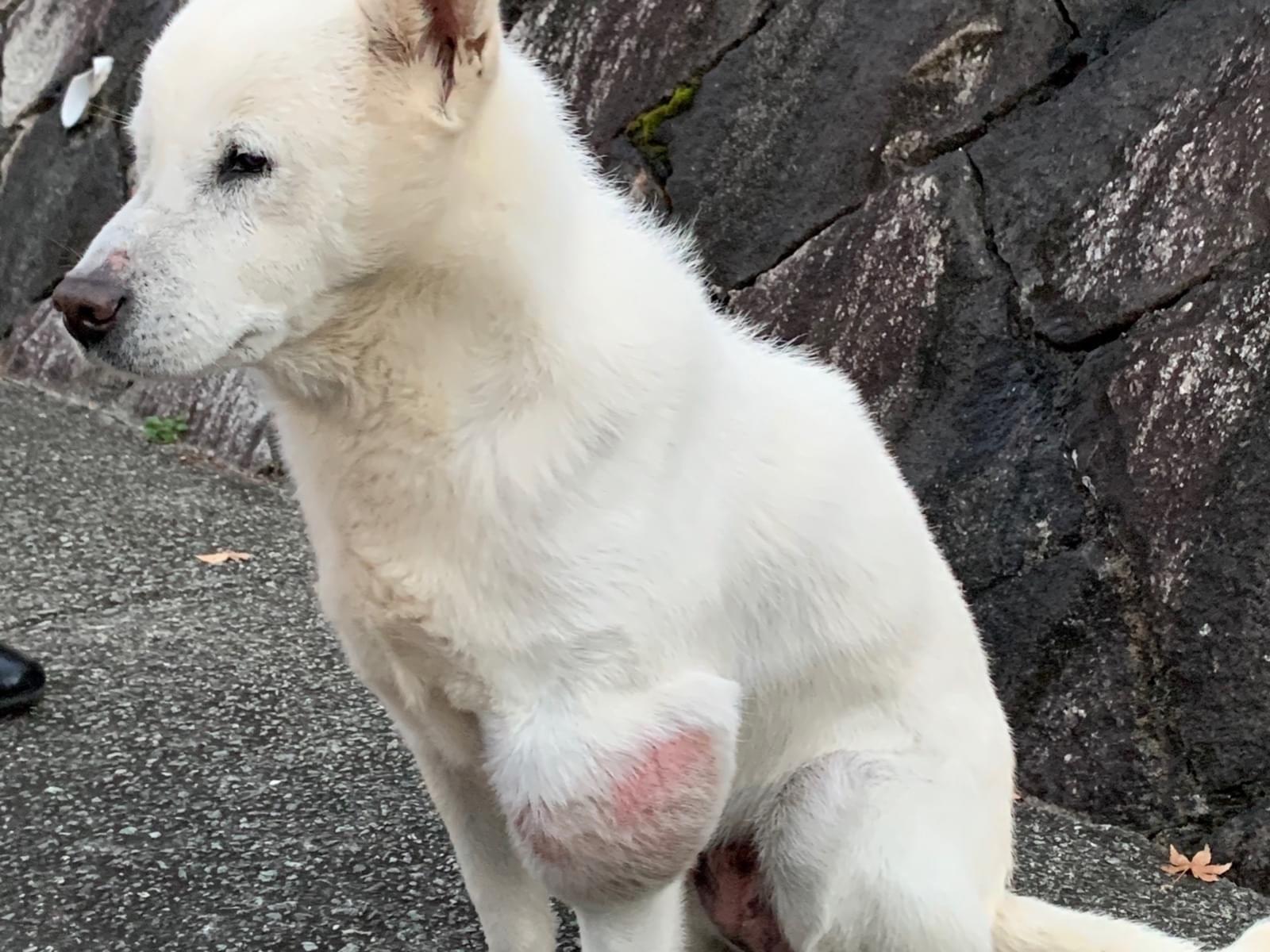 保護された犬 保護された犬