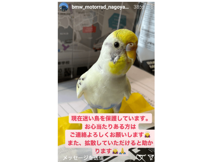 保護された鳥 保護された鳥