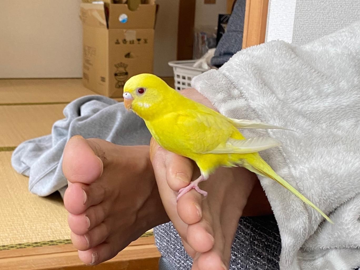 ピーちゃん ピーちゃん