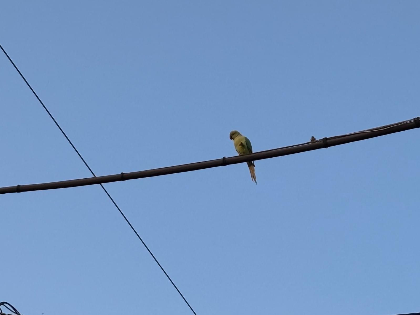 目撃された鳥 目撃された鳥