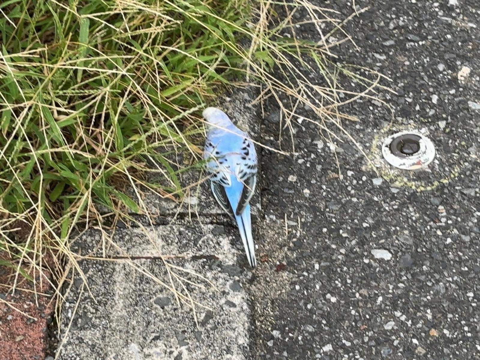 目撃された鳥 目撃された鳥