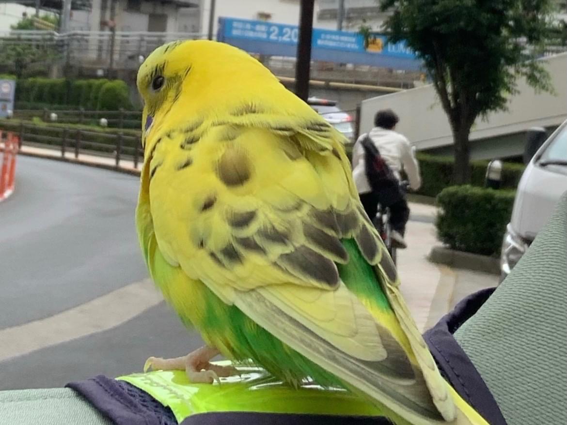 保護された鳥 保護された鳥