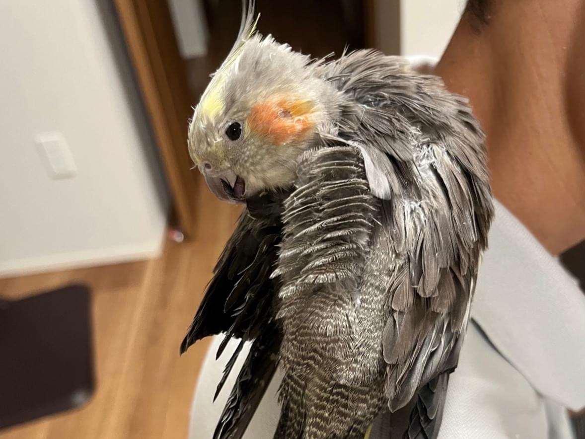 保護された鳥 保護された鳥