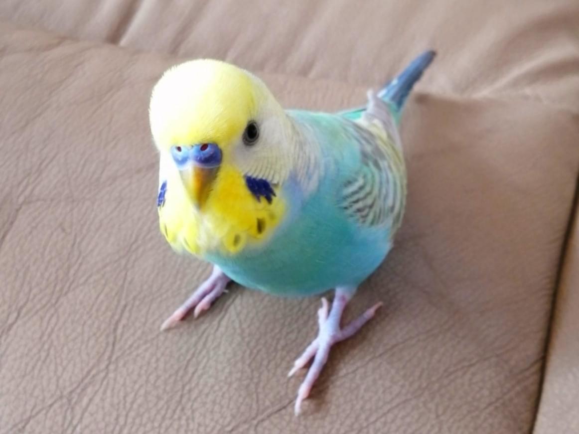 トムちゃん トムちゃん
