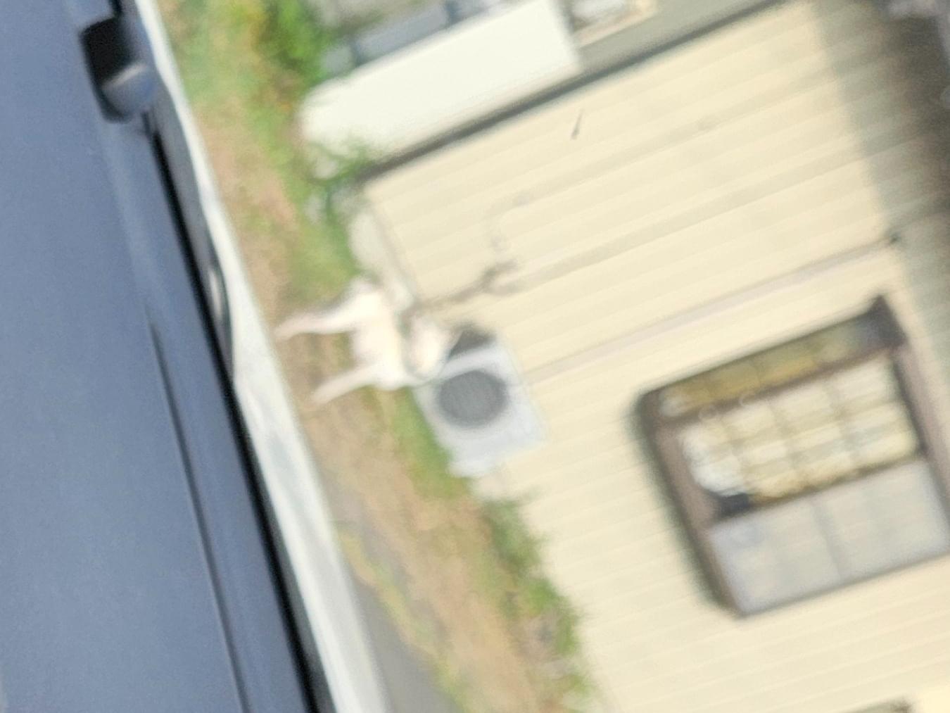 目撃された犬 目撃された犬