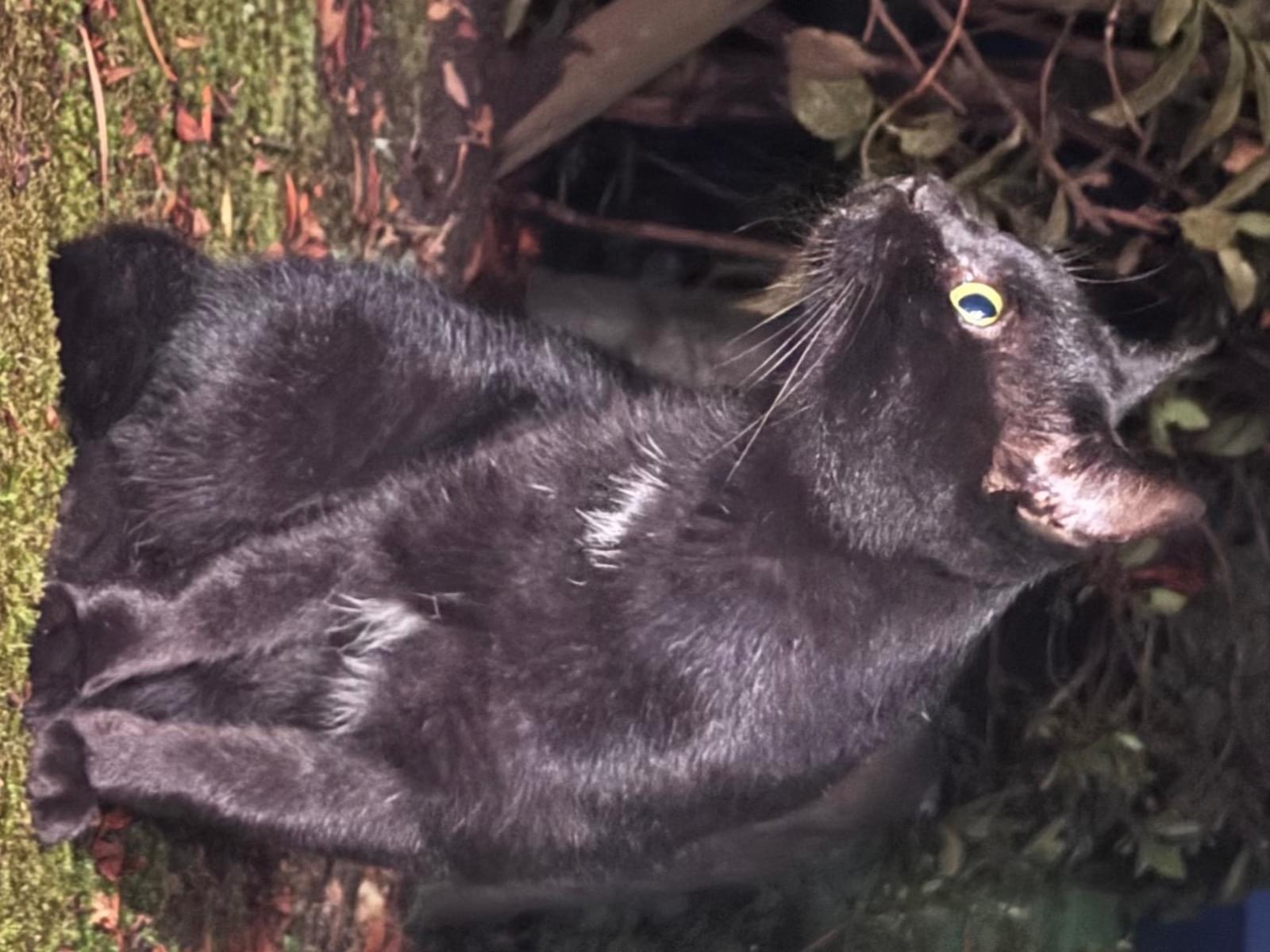 目撃された猫 目撃された猫