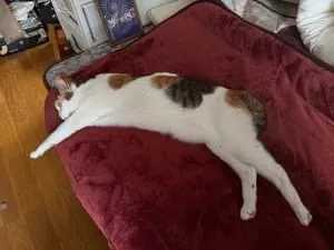 三毛猫~断捨離中~（感謝） 道端のぽっちゃかわいい三毛猫さん、背中をかかれてカ・イ・カ