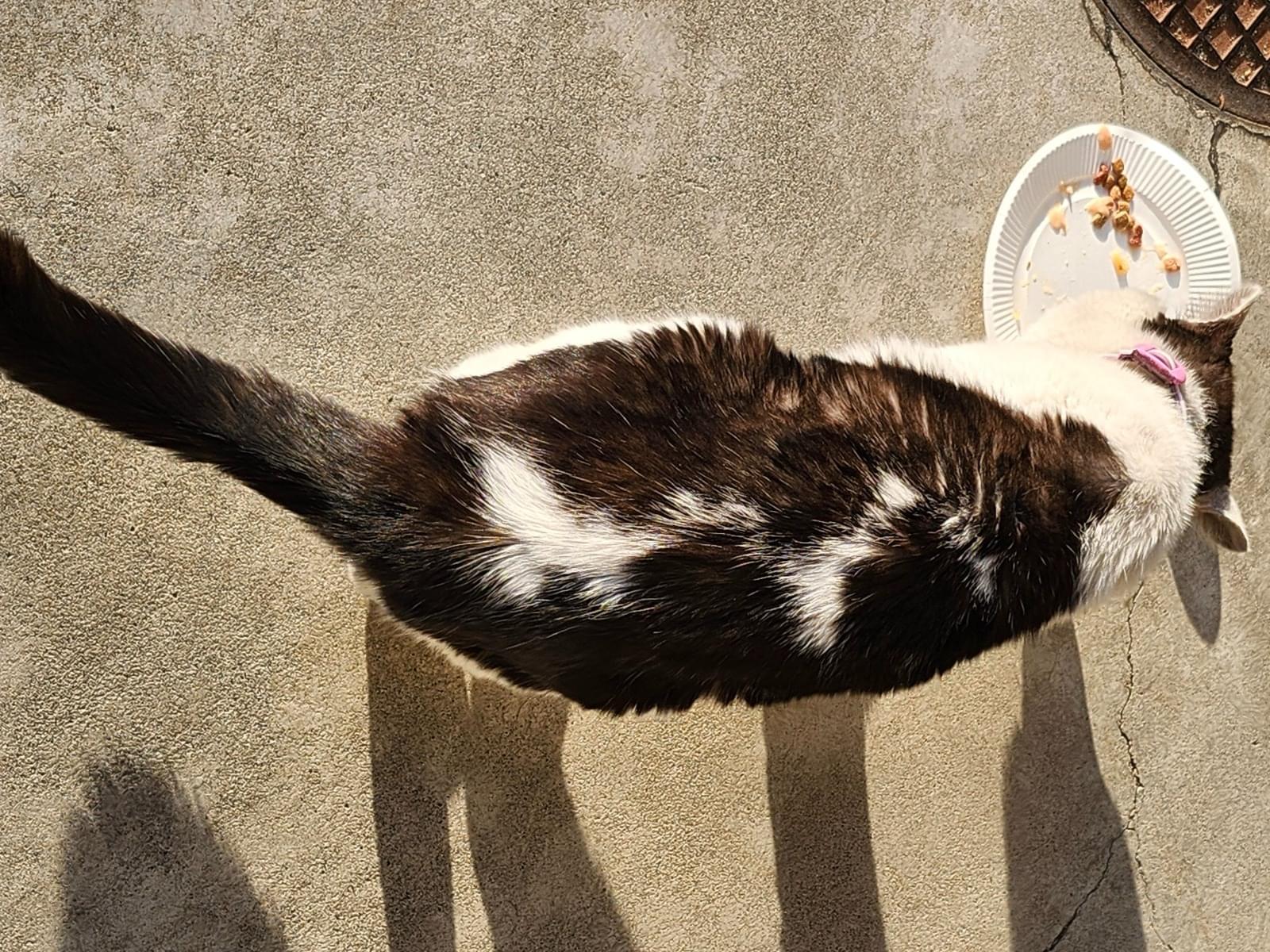 目撃された猫 目撃された猫
