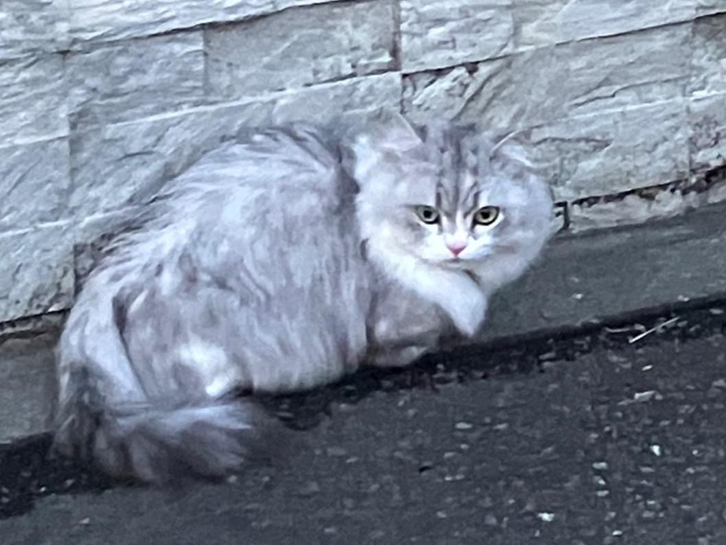 目撃された猫 目撃された猫