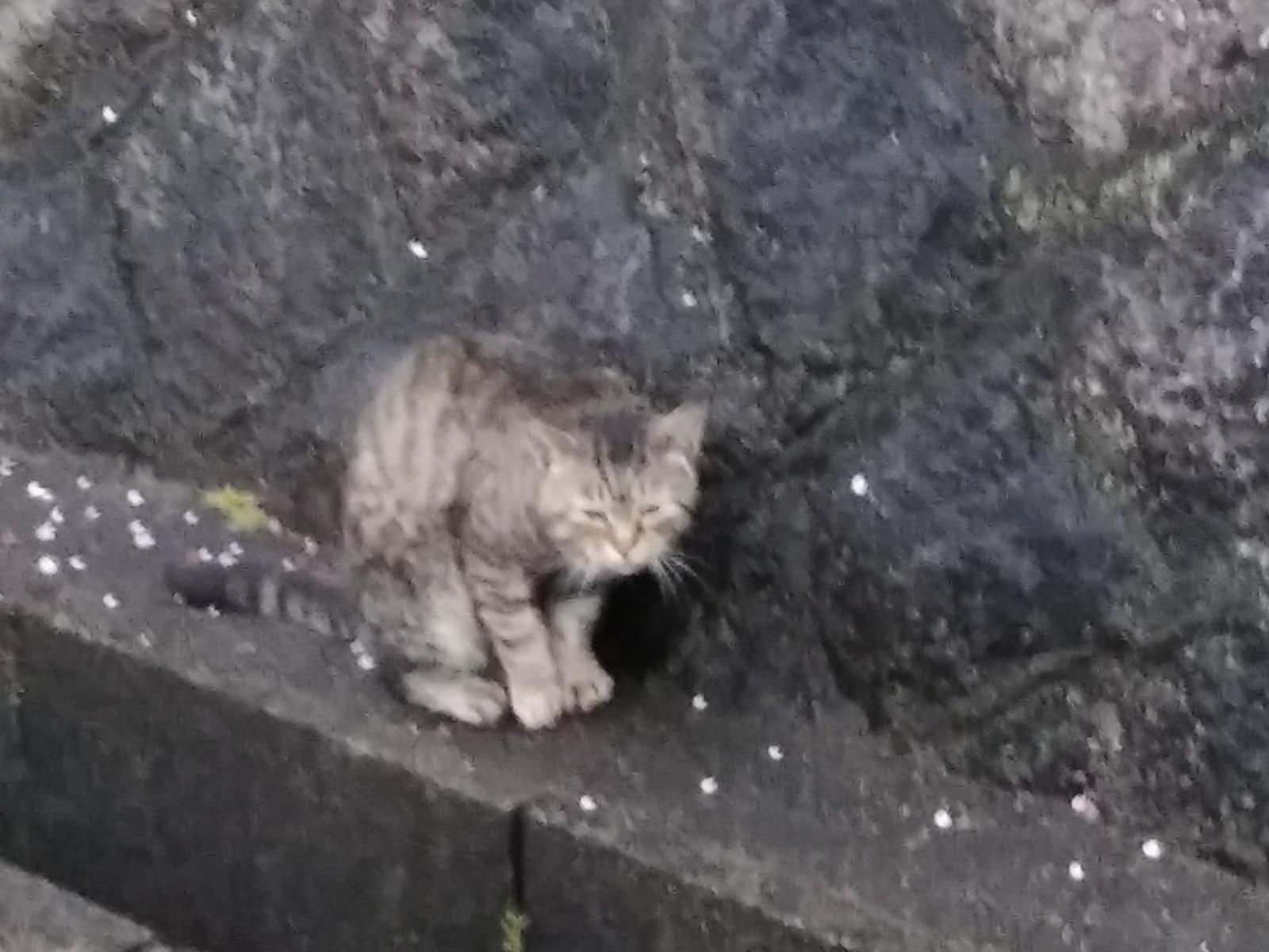 目撃された猫 目撃された猫