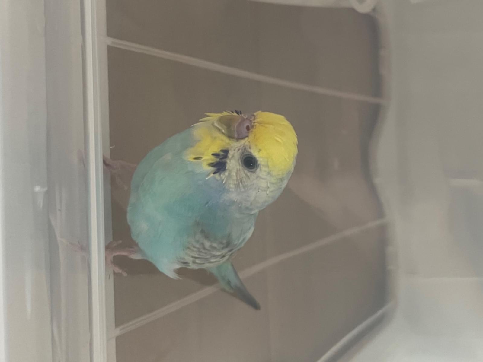 保護された鳥 保護された鳥