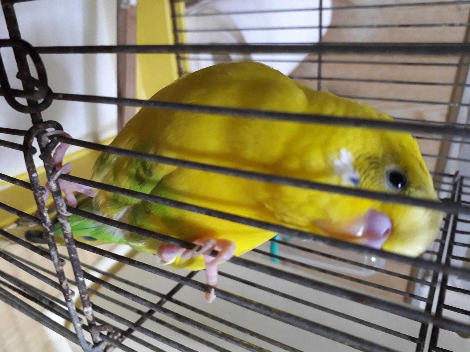 ぴこちゃん ぴこちゃん