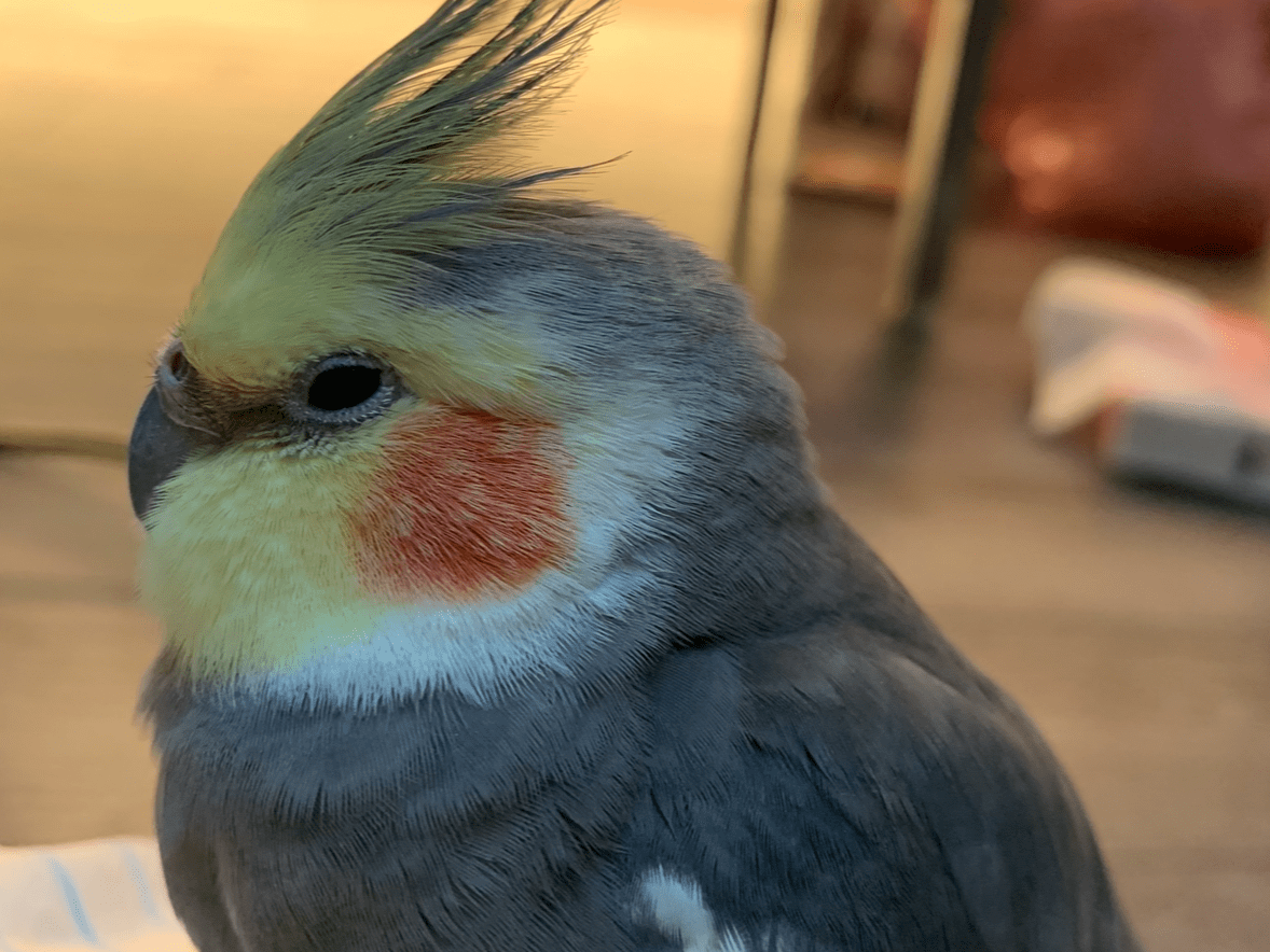 ぴぃちゃん ぴぃちゃん