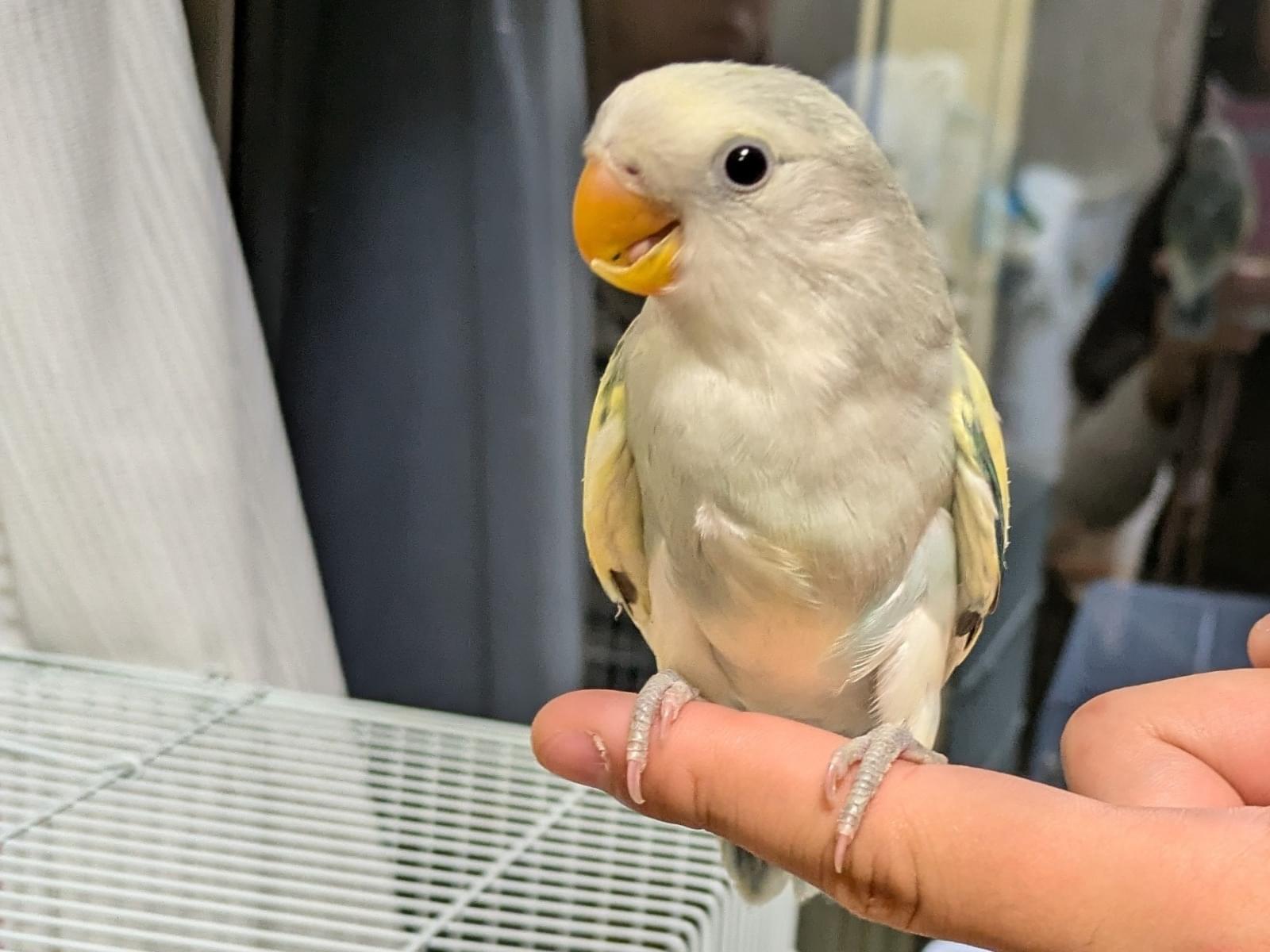 サクラちゃん サクラちゃん