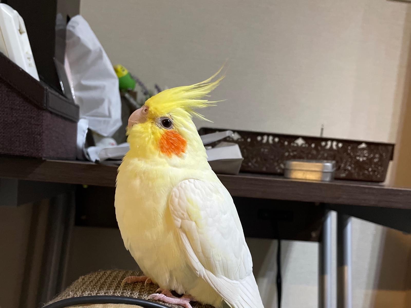 うめちゃん
