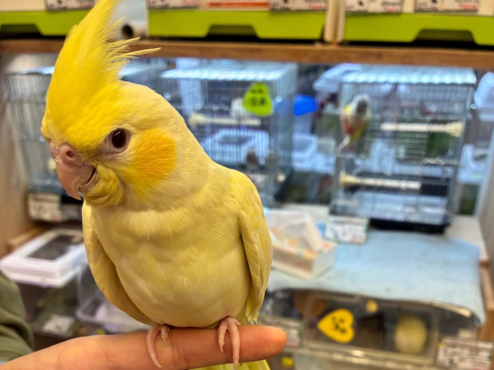 ひなちゃん