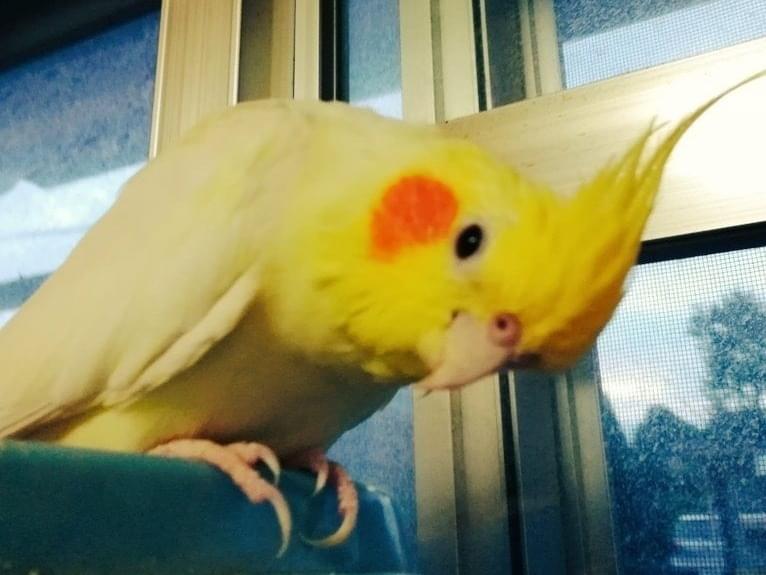 インコちゃん インコちゃん