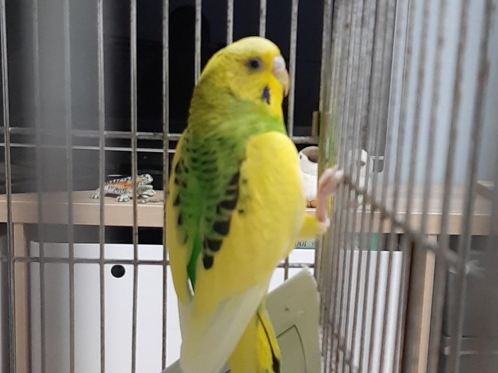 保護された鳥 保護された鳥