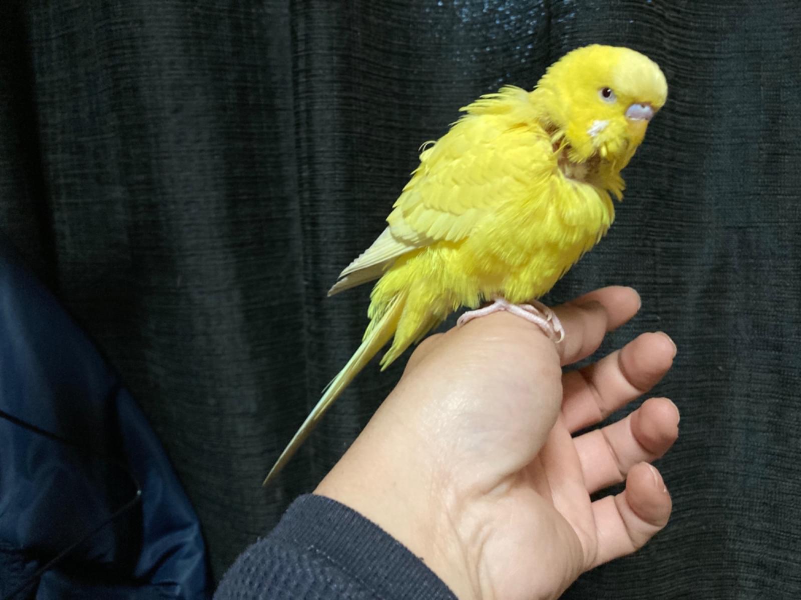 保護された鳥 保護された鳥