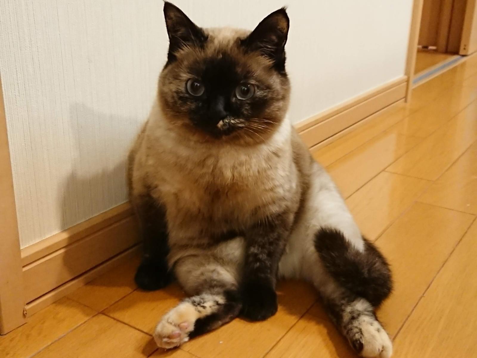 フィオちゃん フィオちゃん