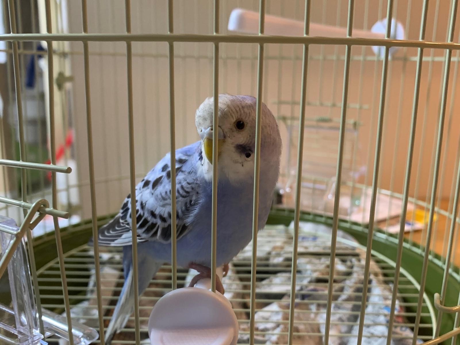 保護された鳥 保護された鳥