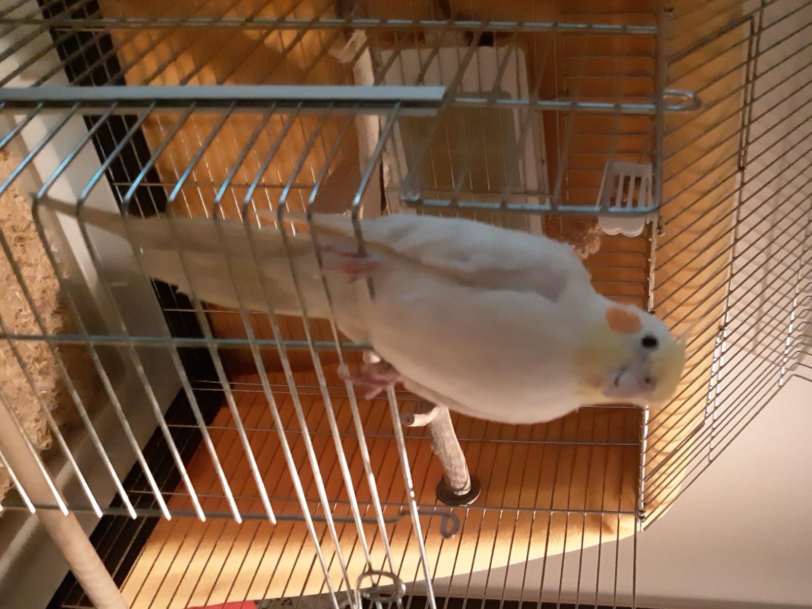 ぴーたろちゃん ぴーたろちゃん