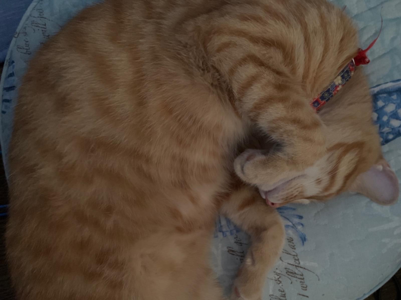 エミュちゃん エミュちゃん