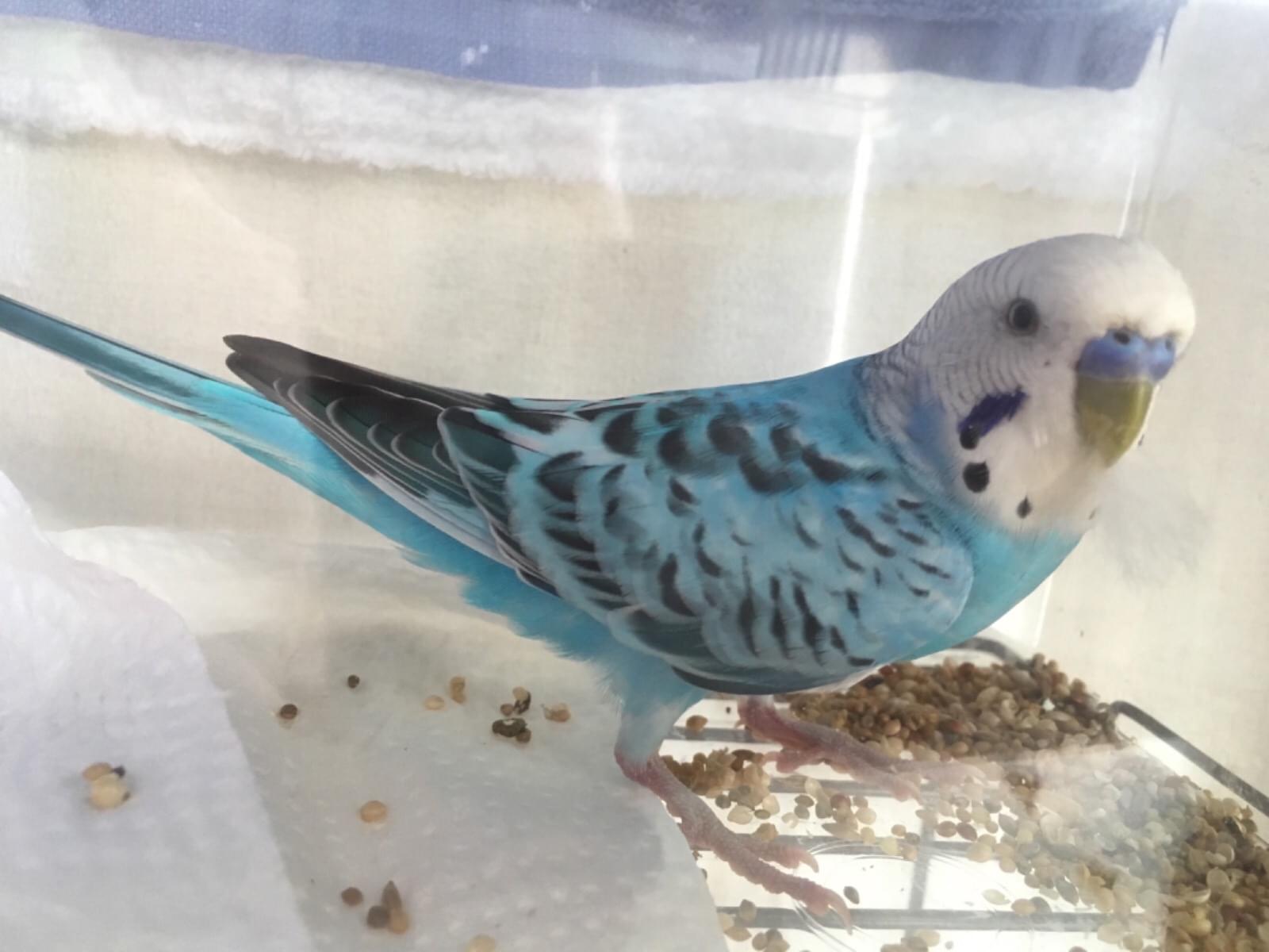 保護された鳥 保護された鳥
