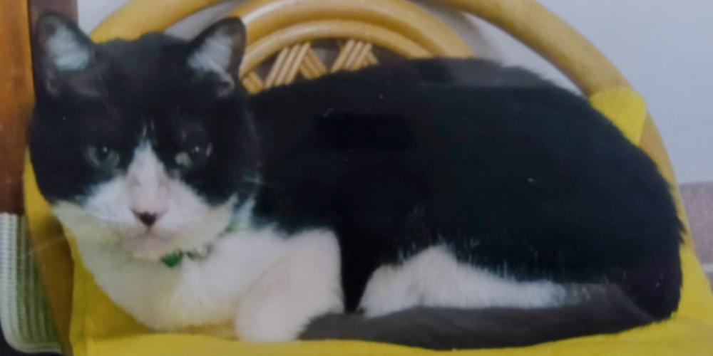 白黒のオスの成猫を探しています