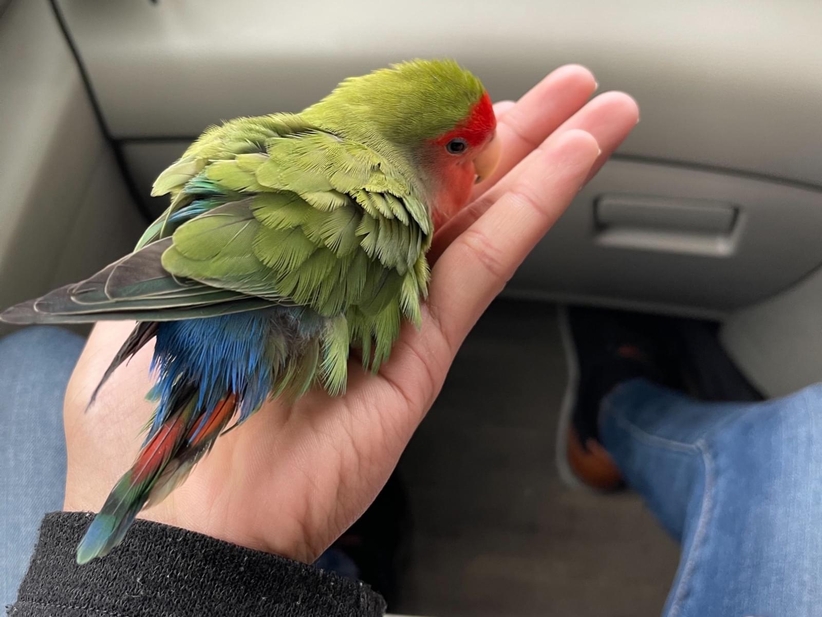 保護された鳥 保護された鳥