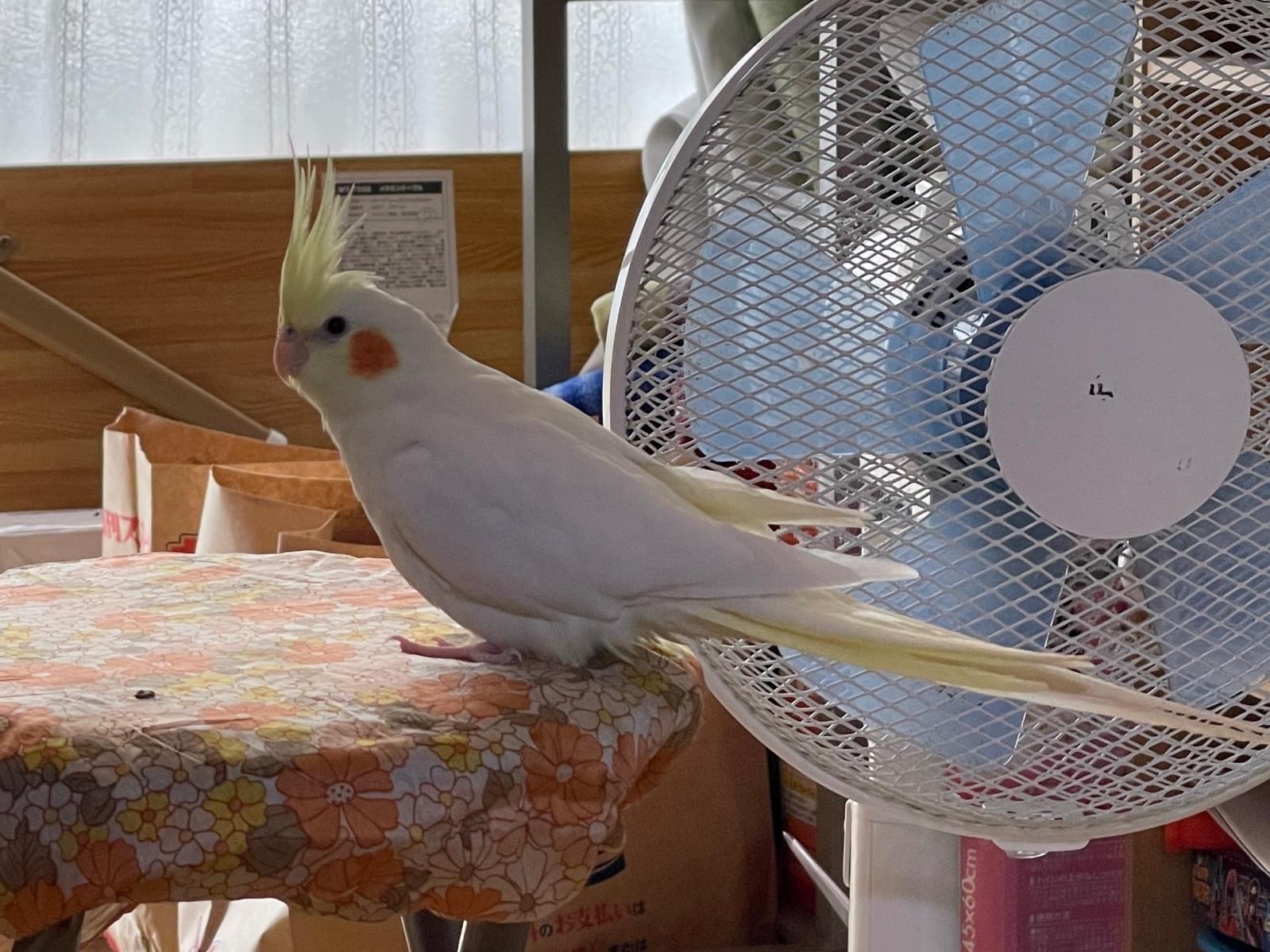 ぽっぽちゃん ぽっぽちゃん