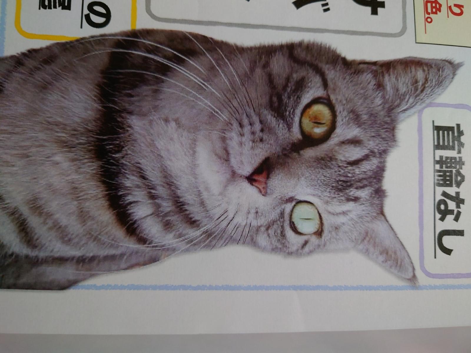 かいちゃん かいちゃん