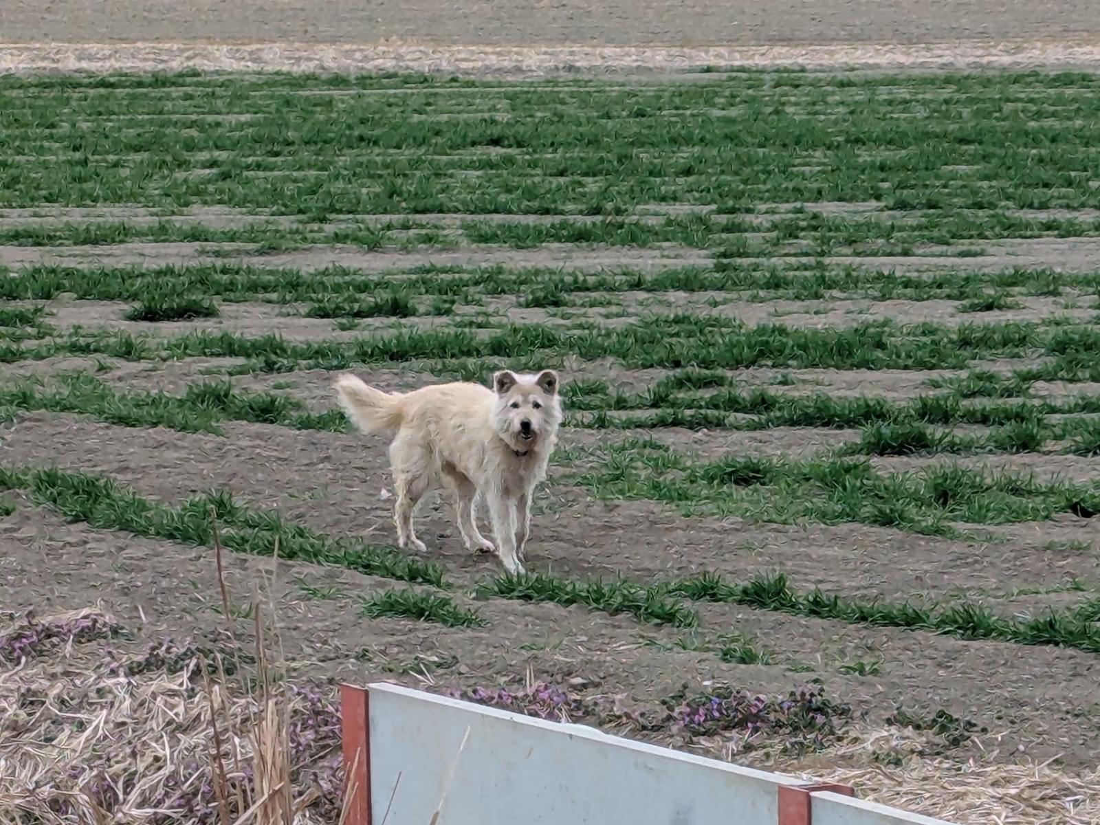 目撃された犬 目撃された犬