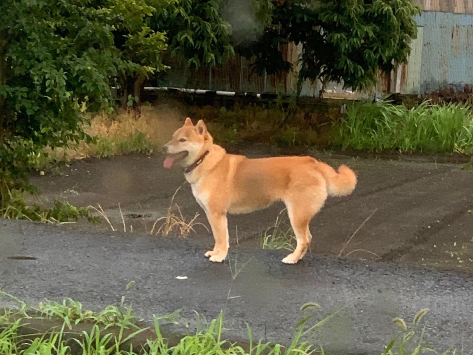 目撃された犬 目撃された犬